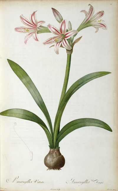 Amaryllis Vittata, from 